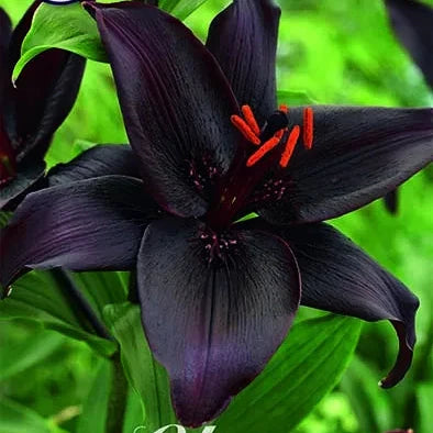 Asiatlilje-Lilium Asiatic Secret Kiss 2-pakning NYHET